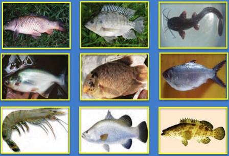 Keberagaman Jenis Ikan dan Habitatnya di Indonesian