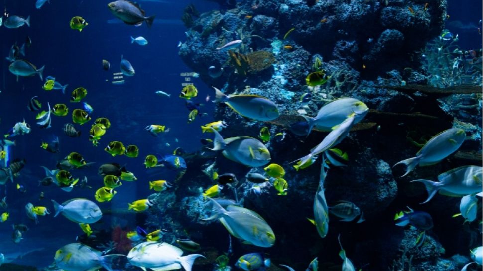 Memahami Peranan Penting Ikan dalam Ekosistem Laut